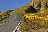Wildflowers bloom along State Route 58 in Southern California