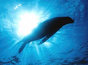 Sea Lions Zalophus californianus swims beneath the surface