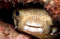 Porcupine fish Diodon hystrix tries to hide beneath ledge in Sea of Cortez