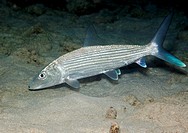 Bonefish Albula vulpes in Bonaire
