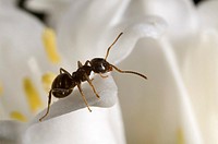 Garden ant Lasius niger scavenging on a white bluebell