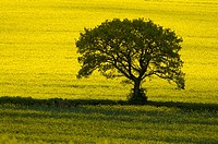 A single tree standing out against yellow oil-seed rape fields in the Cotswolds