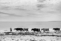 A woman walks her cattle home from grazing land behind Ladeira beach near Corrubedo and Ribeira in Galicia on Spains Atlantic coast  Corrubedo and Rib...
