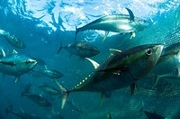 Yellowfin Tuna in ocean farm Baja California  Rancheros Del Mar, La Paz, Mexico