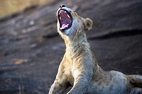 Young male Lion in the Masai Mara