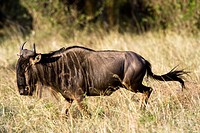 Wildebeest running towards the river