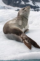 Leopard seals are top predators of the Antarctic region  Their usual diet is penguins Antarctic peninsula -Port Lockroy