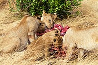 A lion pride eats a wildebeest in the Masai Mara
