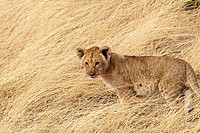 A lion cub sits in the long grass near his pride in the Masai Mara