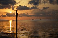 A brown pelican on a dock at sunset in the Florida Keys