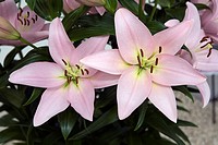 Lilium candidum Family: Liliaceae