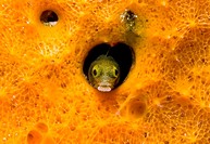 Secretary Blenny, Acanthemblemaria maria, pokes out of a heart shaped hole in Bonaire