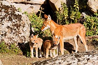 Ethiopian Wolf Canis simensis mother bringing prey, a rodent, to the begging and eating pups, litter, near their den in the Bale Mountains National Pa...