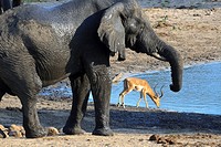 A Gentle Giant and a Graceful Impala at a waterhole  Loxodonta Africana and Aepyceros Melampus   Fall, March 2007   Tembe Elephant Park, Kwazulu-Natal...