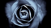 Selenium Toned Rose