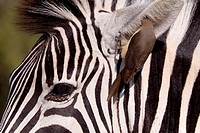 Plains Zebra Equus Quagga and Red-billed oxpecker Buphagus Erythrorhynchus  Oxpecker removing bugs from inside the Zebra´s ear  A symbiotic relationsh...