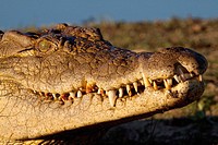 Nile Crocodile Crocodylus Niloticus  On land  Portrait  June 2009, winter  Balule Private Nature Reserve, York section  Greater Kruger National Park, ...