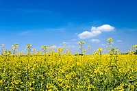 Ukraine, Crimean region. Oil seed rape field under the summer sky