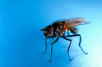 An extreme close up of a fly resting on a blue plastic paddling pool