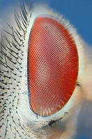 Extreme closeup of a fly´s eye, side view  Common house fly, musca domestica