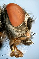 Extreme close up of a house-fly´s head showing mouthparts used for sucking