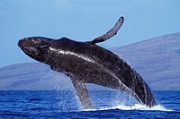 Humpback whale breaches with Lanai in the background, near Maui, Hawaii
