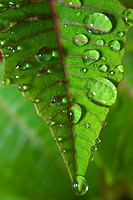Poinsettia leaf with water droplets