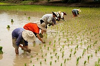 Rice cultivation on the fields in North East Thailand