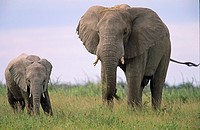 Etosha-Elephants
