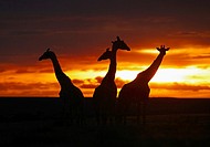 Sunset with giraffes, Masai Mara, Kenya