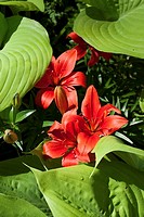 Red Asiatic Lilies among the charteuse leaves of the Hosta Sum and Substance.