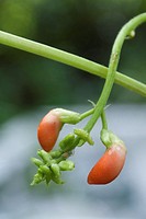 The buds of a scarlet runner bean