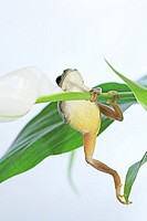 Tree Frog, Japan, Fukushima