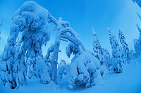 Snow landscapes in February with extreme cold conditions, Kuusamo, Finland
