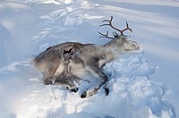 Dead Reindeer left in the snow as a bait for feeding Golden Eagle, Oulanka area, Finland