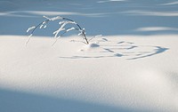 Sunlit details on the low vegetation covered by thick snow layer in winter, Oulanka, Kuusamo, Finland