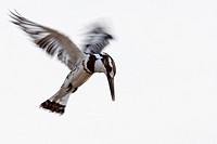 Pied Kingfisher (Ceryle rudis) hovering, Maasai Mara National Reserve, Kenya