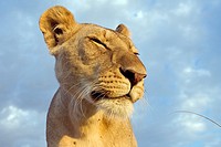 Inquisitive young lion (Panthera leo) -wide angle perspective-, Maasai Mara National Reserve, Kenya