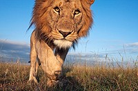 Lion (Panthera leo) young male approaching with curiosity -wide angle perspective-, Maasai Mara National Reserve, Kenya