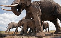 African elephant baby (Loxodonta africana) sheltering under mother´s belly -wide angle perspective-, Maasai Mara National Reserve, Kenya