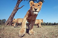 Lion (Panthera leo) adolescent approaching cautiously -wide angle perspective-, Maasai Mara National Reserve, Kenya