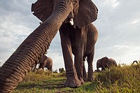 African elephant (Loxodonta africana) investigating with it´s trunk -wide angle perspective-, Maasai Mara National Reserve, Kenya