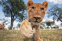 Lion (Panthera leo) adolescent reaching out with curiosity -wide angle perspective-, Maasai Mara National Reserve, Kenya