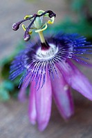 Passion-flowers (Passiflora coerulea)