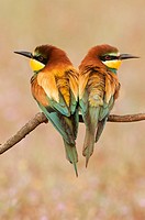 Couple of European Beeeaters Merops apiaster perched in the surroundings of the nest in breeding season, Spain