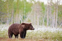 European brown bear in the Scandinavian taiga. Kainuu Region. Finland. Europe