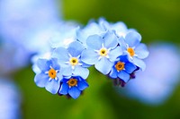 forget-me-not, Italy
