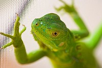 Young green iguana on house metal screen, Weston, Florida, USA