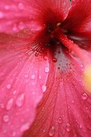 Close-up of chinese hibiscus, Hibiscus rosa sinensis