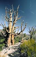 Bristlecone pine tree in Inyo National Forest park near Big Pine, California, USA  One of the longest living organisms on Earth